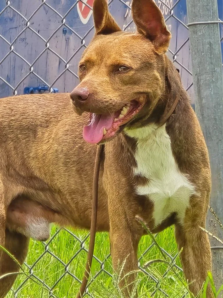 A young medium-sized male Pit Bull Terrier dog named Simba for adoption in Humble, TX