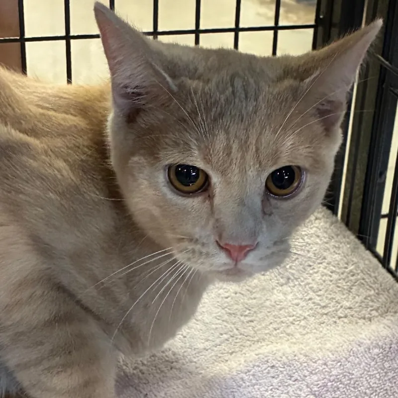 An adult medium-sized male Orange / Red Domestic Medium Hair cat named Wright for adoption in Yuma, AZ
