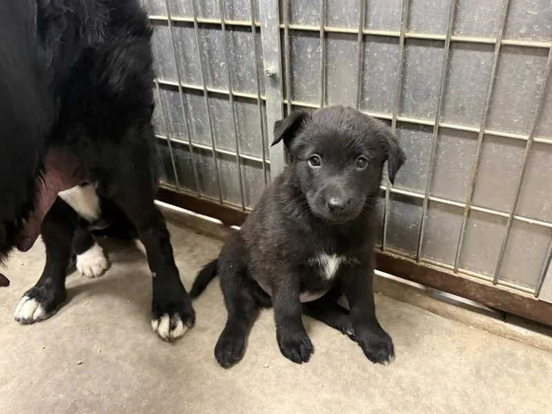 A baby medium-sized female Border Collie dog named Papaya for adoption in Phoenix, AZ