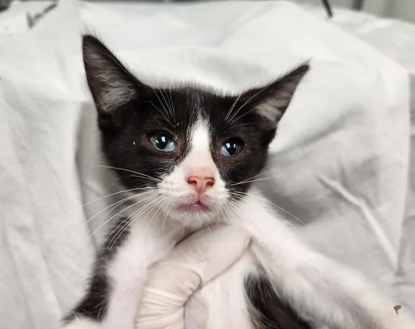 A baby small-sized male Domestic Short Hair cat named Sunbeam Sprout for adoption in Pensacola, FL