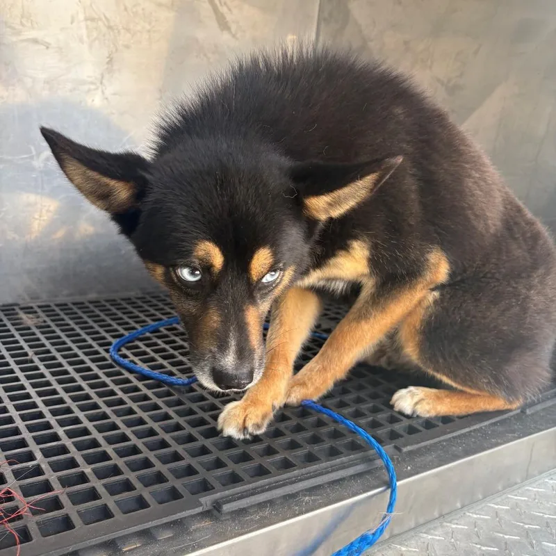 An adult small-sized male Black Mixed Breed dog named Barry for adoption in Bryan, TX