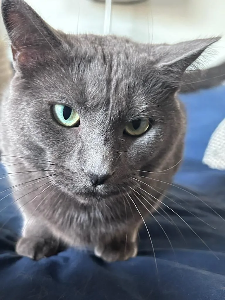 A young medium-sized female Gray / Blue / Silver Domestic Short Hair cat named Puma for adoption in Worcester, MA