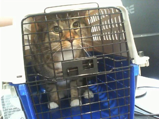 An adult medium-sized male Domestic Short Hair cat named Klaus for adoption in Charlotte, NC