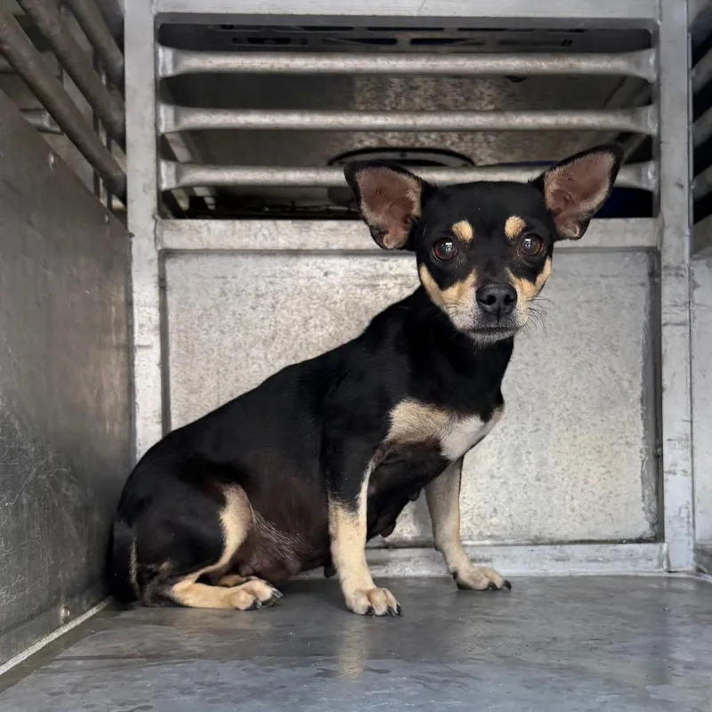 An adult small-sized female Chihuahua dog named Tootsie for adoption in Edinburg, TX