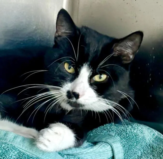 A young medium-sized male Domestic Short Hair cat named Biff for adoption in Los Angeles, CA