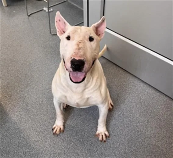 An adult medium-sized male Bull Terrier dog named Wedo for adoption in Toledo, OH