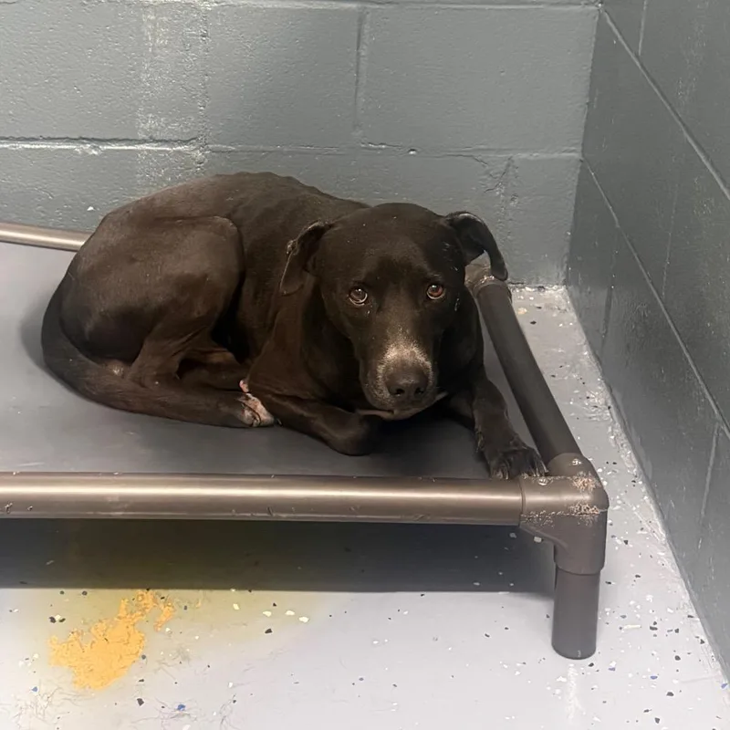 An adult medium-sized male Black Pit Bull Terrier dog named TUSCStray for adoption in Tuscaloosa, AL
