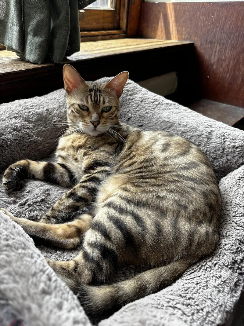 An adult medium-sized female Buff / Tan / Fawn Domestic Short Hair cat named Calliope Queen for adoption in Philadelphia, PA
