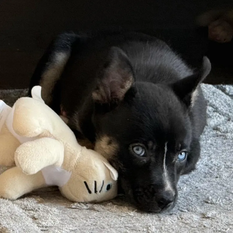 A baby small-sized male Husky dog named Mercy for adoption in Pacifica, CA