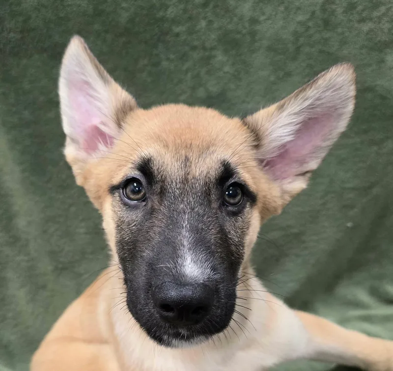 A baby large-sized male German Shepherd Dog dog named Iron Man for adoption in Frankfort, IN