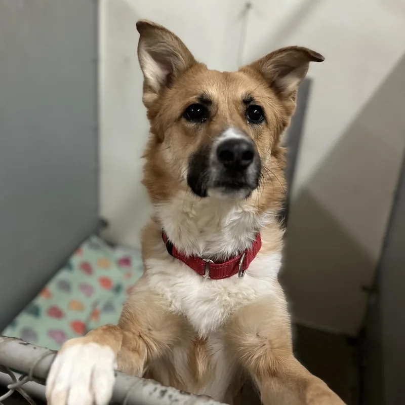 An adult medium-sized female Yellow / Tan / Blond / Fawn Shepherd dog named Tally for adoption in Marysville, OH