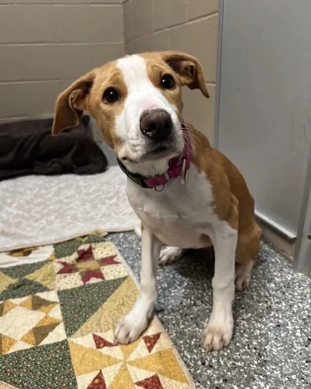 A baby medium-sized female Hound dog named Mirabelle for adoption in Liverpool, NY