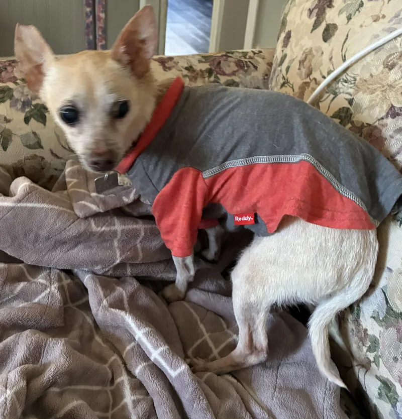 A senior small-sized male Apricot / Beige Chihuahua dog named Ford for adoption in Lansing, MI