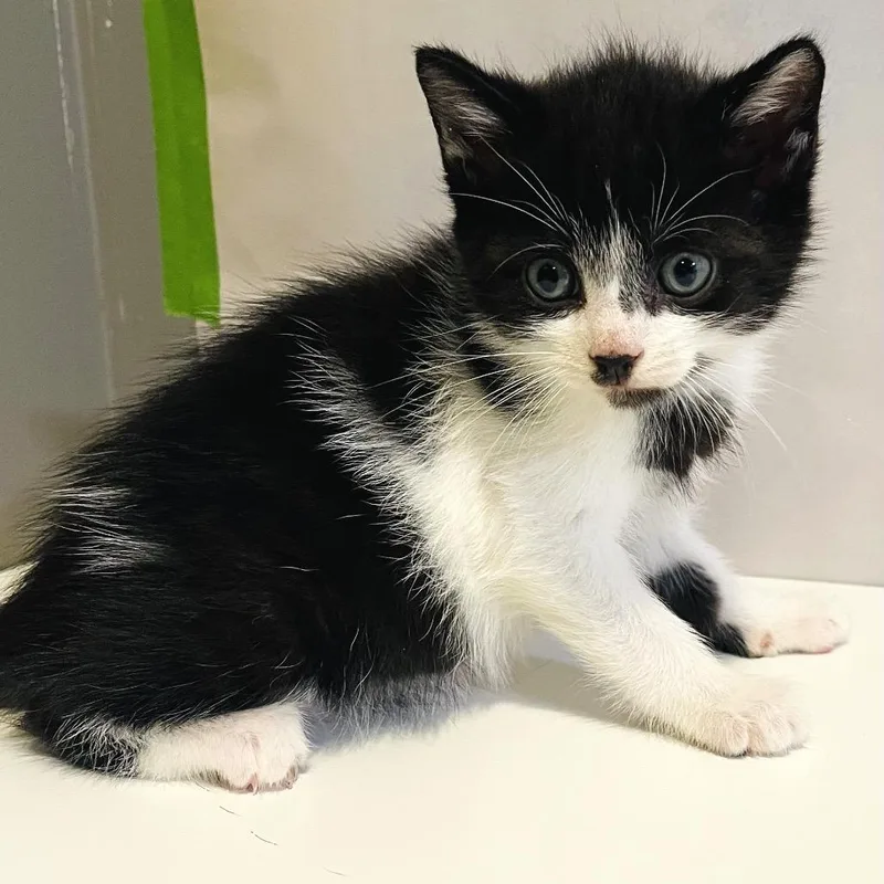 A baby small-sized male White Siamese cat named Not Quite White Lies for adoption in Fredericksburg, VA