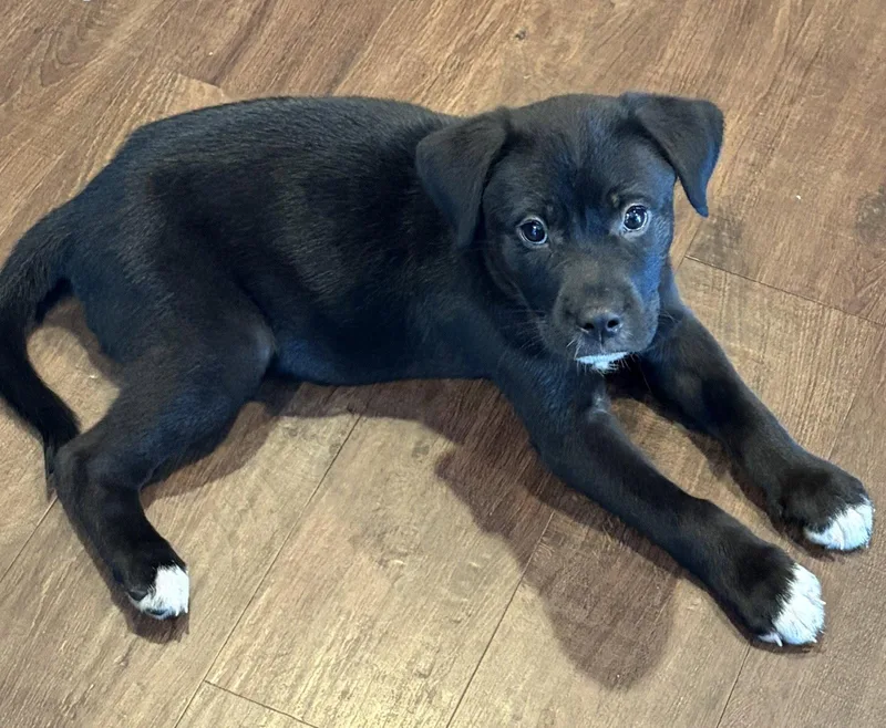 A baby small-sized female Alaskan Malamute dog named Quincy for adoption in Springville, NY