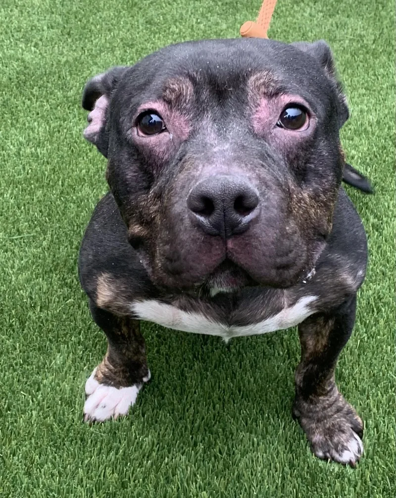 A young medium-sized male Black American Bully dog named Ghost for adoption in McKeesport, PA