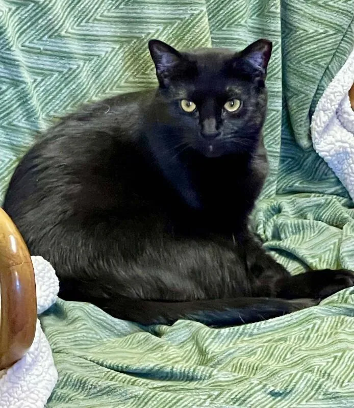 Tamora