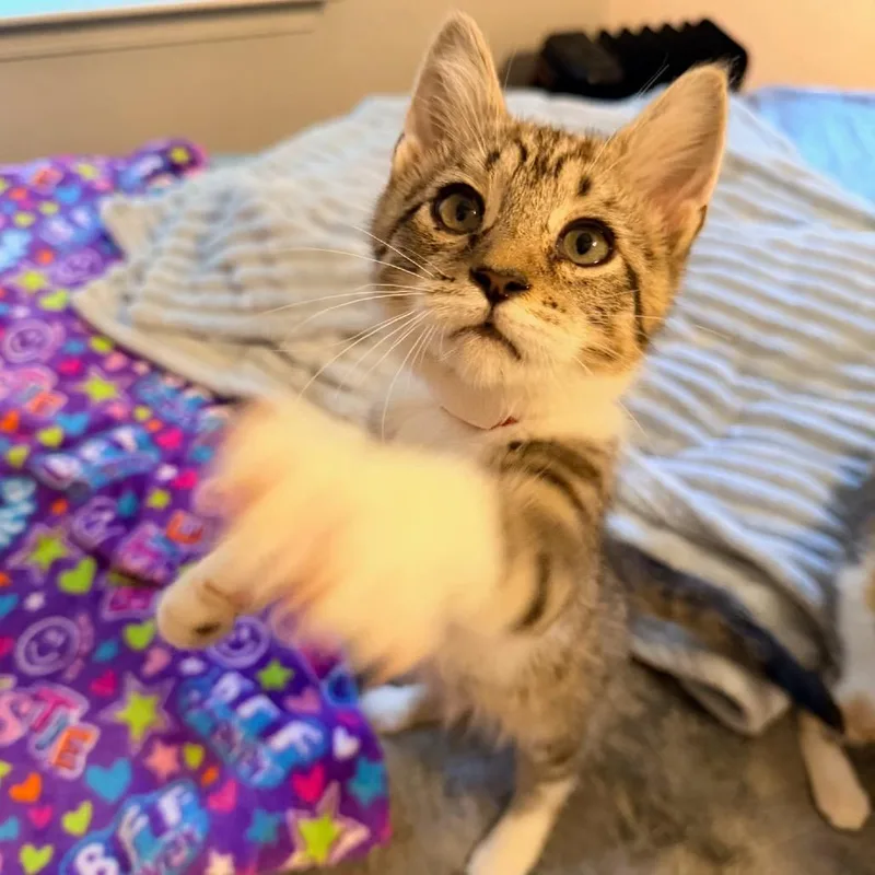 A baby small-sized male Brown / Chocolate Domestic Short Hair cat named Demon of Dawn for adoption in Fredericksburg, VA