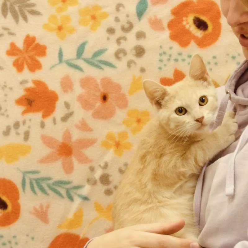 An adult medium-sized male Buff / Tan / Fawn Domestic Short Hair cat named Ketchup for adoption in New York, NY