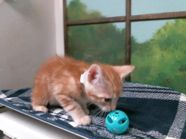 A baby small-sized male Domestic Short Hair cat named Andy for adoption in Houston, TX