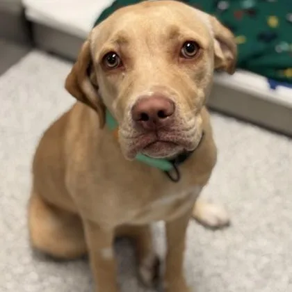 A baby medium-sized female Yellow / Tan / Blond / Fawn Labrador Retriever dog named Mimsey for adoption in Tinley Park, IL