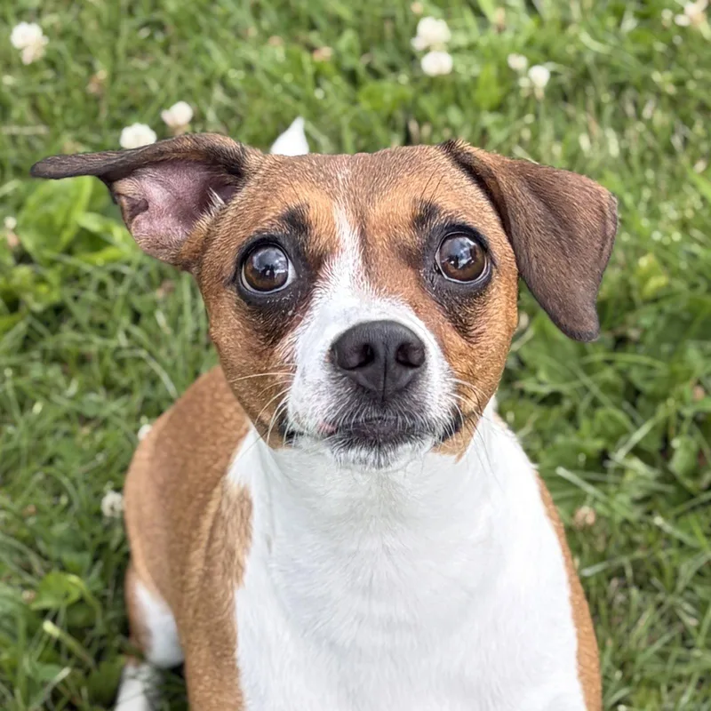 An adult small-sized female Parson Russell Terrier dog named Alma for adoption in Jefferson, WI