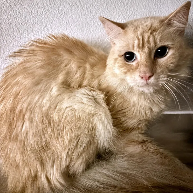 An adult medium-sized male Domestic Long Hair cat named Melvin for adoption in Austin, TX
