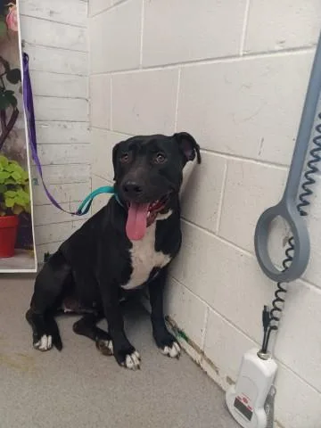 An adult medium-sized female Pit Bull Terrier dog named Lilo for adoption in San Bernardino, CA