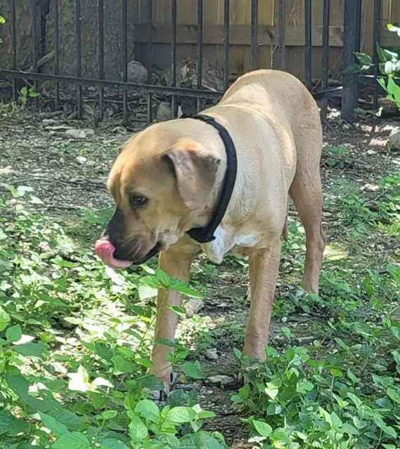An adult large-sized female Labrador Retriever dog named Kelsey for adoption in San Antonio, TX