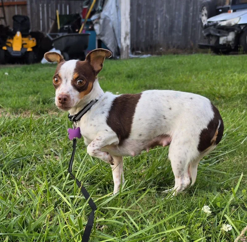 A young small-sized female Red / Chestnut / Orange Chihuahua dog named Freedom for adoption in Eugene, OR
