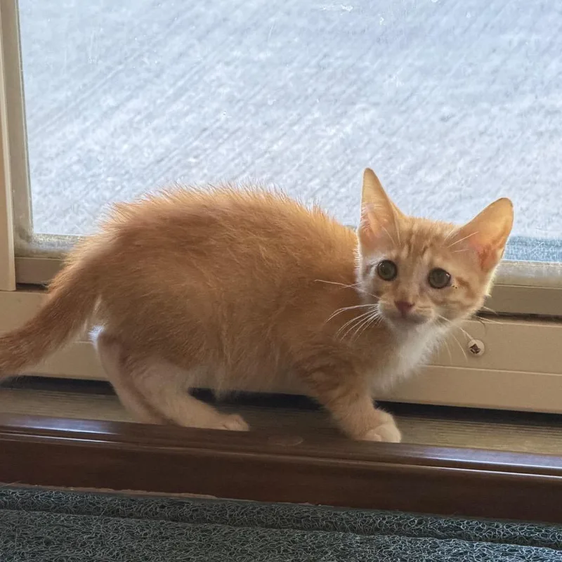 A baby small-sized male Orange / Red Domestic Short Hair cat named Ranger for adoption in HERNANDO, MS