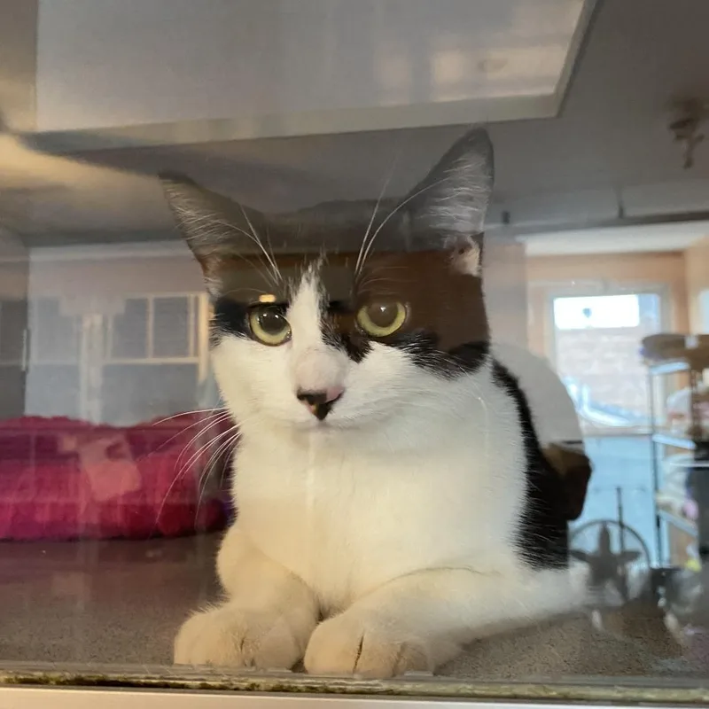 A young medium-sized female Black & White / Tuxedo Domestic Short Hair cat named Celeste for adoption in Hudson, NY