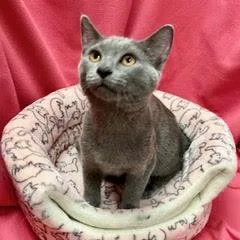 A baby medium-sized female Gray / Blue / Silver Domestic Short Hair cat named Jelly Roll for adoption in Green Valley, AZ