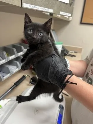 A baby small-sized female Domestic Short Hair cat named Mars for adoption in Farmers Branch, TX