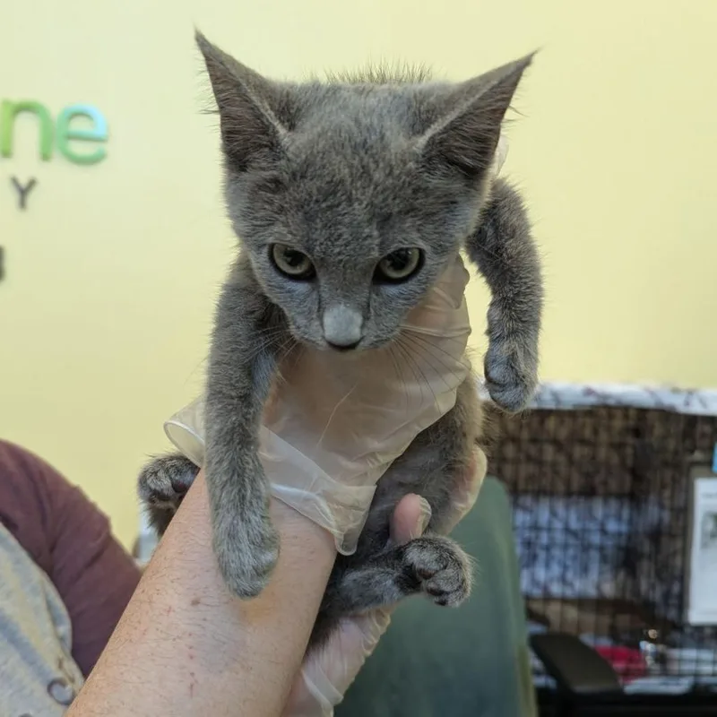 A baby small-sized female Gray / Blue / Silver Domestic Short Hair cat named Grace for adoption in Lynchburg, VA