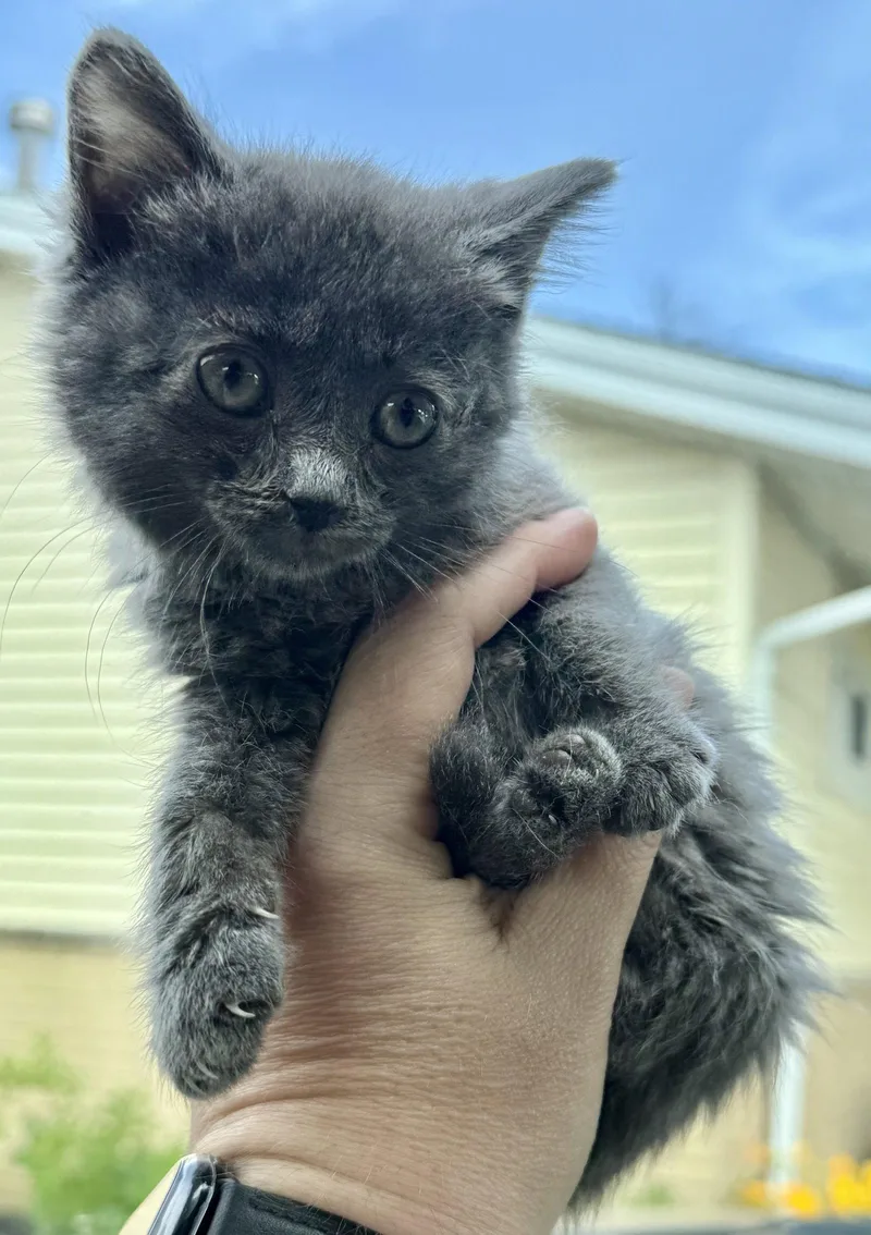A baby medium-sized female Russian Blue cat named Mozzarella for adoption in Mattoon, IL