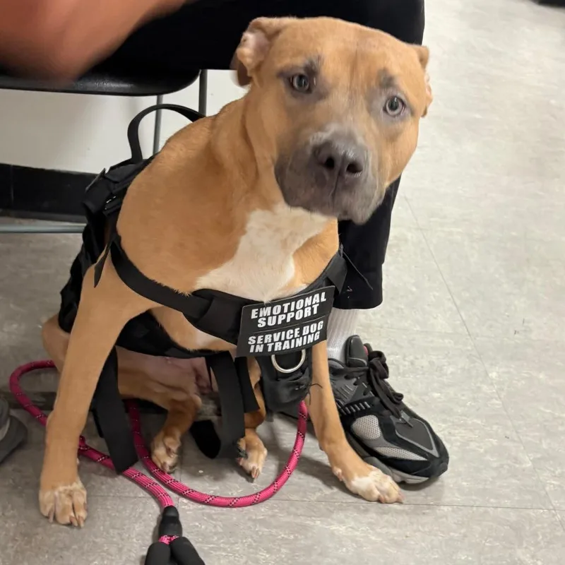An adult medium-sized female Yellow / Tan / Blond / Fawn Mixed Breed dog named Nala for adoption in Philadelphia, PA