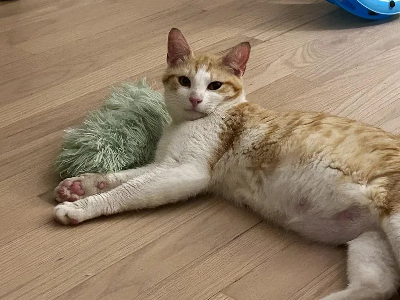 A young medium-sized female Domestic Short Hair cat named Lagertha for adoption in Ferndale, MI