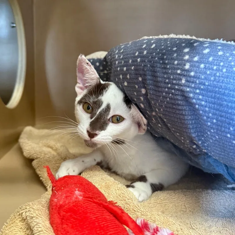 A baby small-sized female White Domestic Short Hair cat named Junie Butler campus! for adoption in Flagstaff, AZ