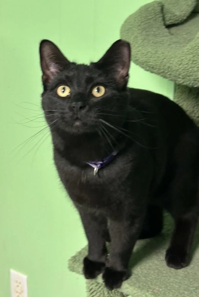 A young medium-sized male Black Domestic Short Hair cat named Banyan for adoption in Richmond, IN