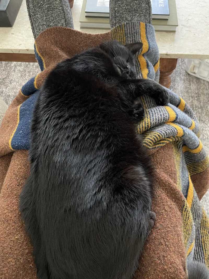 A senior large-sized male Black Domestic Short Hair cat named Sawyer for adoption in Amherst, MA