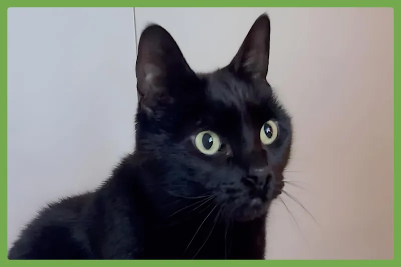 Sawyer thumbnail 3