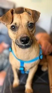 An adult small-sized female Chiweenie dog named Allie for adoption in Reedsport, OR
