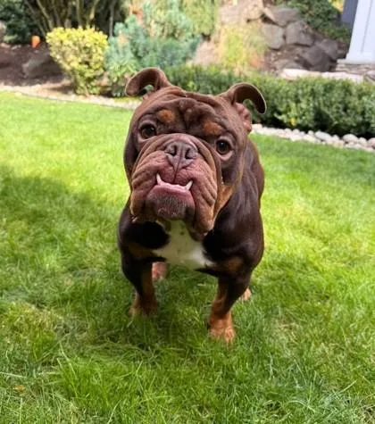 An adult medium-sized male Brown / Chocolate English Bulldog dog named Zion Rhys for adoption in Bonney Lake, WA
