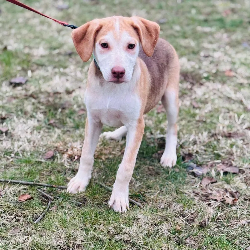Stella  Transport thumbnail 4