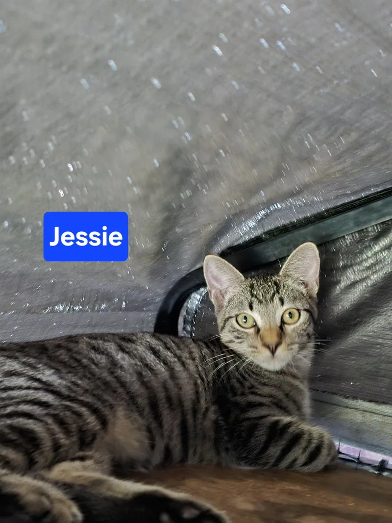 A young medium-sized male Domestic Short Hair cat named Jessie mo for adoption in Sterling, MA
