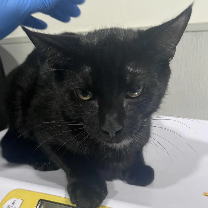 A baby medium-sized male Black Domestic Short Hair cat named Tango for adoption in Tampa, FL