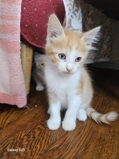 A baby medium-sized male Tabby (Orange / Red) Domestic Medium Hair cat named Nick for adoption in Liverpool, TX