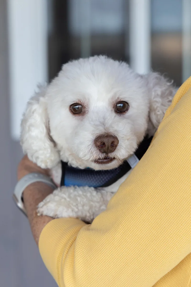 An adult small-sized male White / Cream Poodle (Toy) dog named Bentleyhas Some Vision for adoption in Seymour, CT