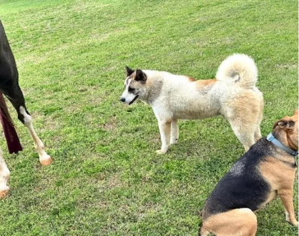 A young extra large-sized male Tricolor (Brown, Black, & White) Akita dog named Meeko for adoption in Boulder, CO